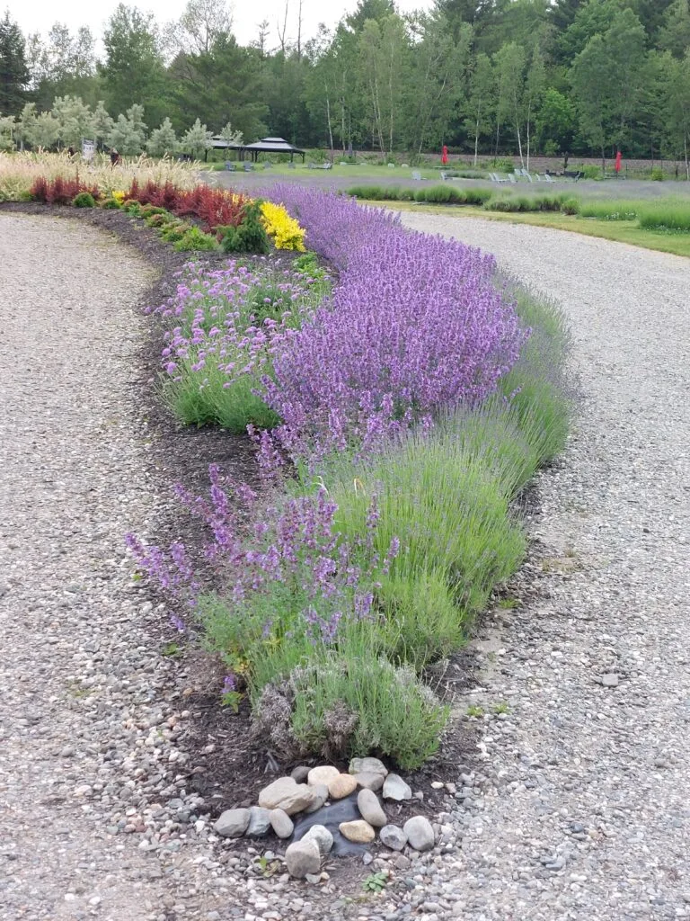 Lavande en fleurs