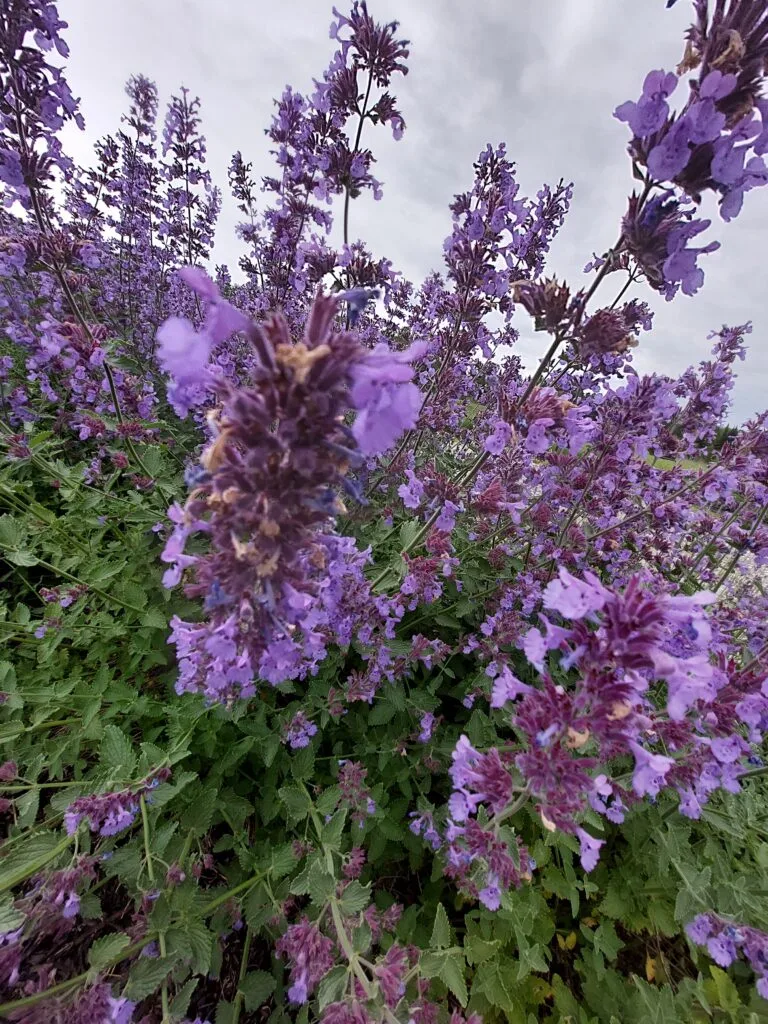 lavande en fleurs