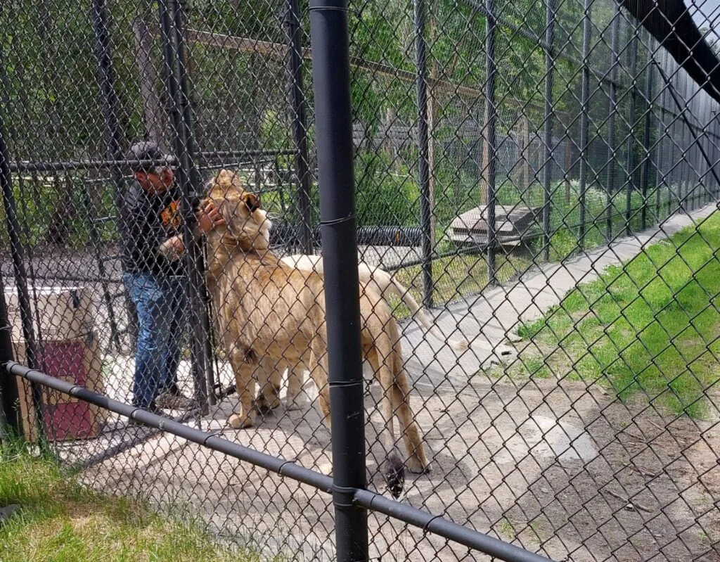 lion du zoo miller