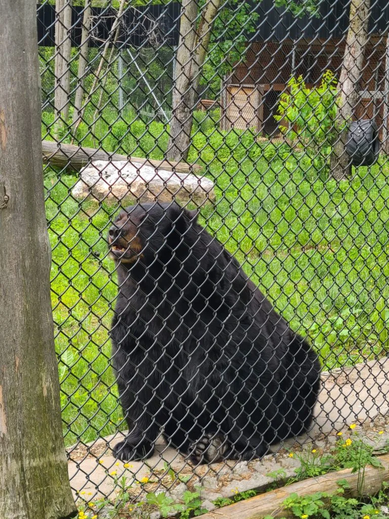 ours du zoo miller