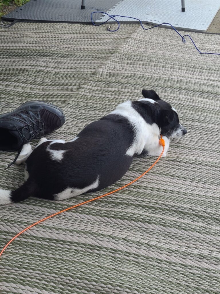Shiro couché sur le tapis, à notre emplacement au camping